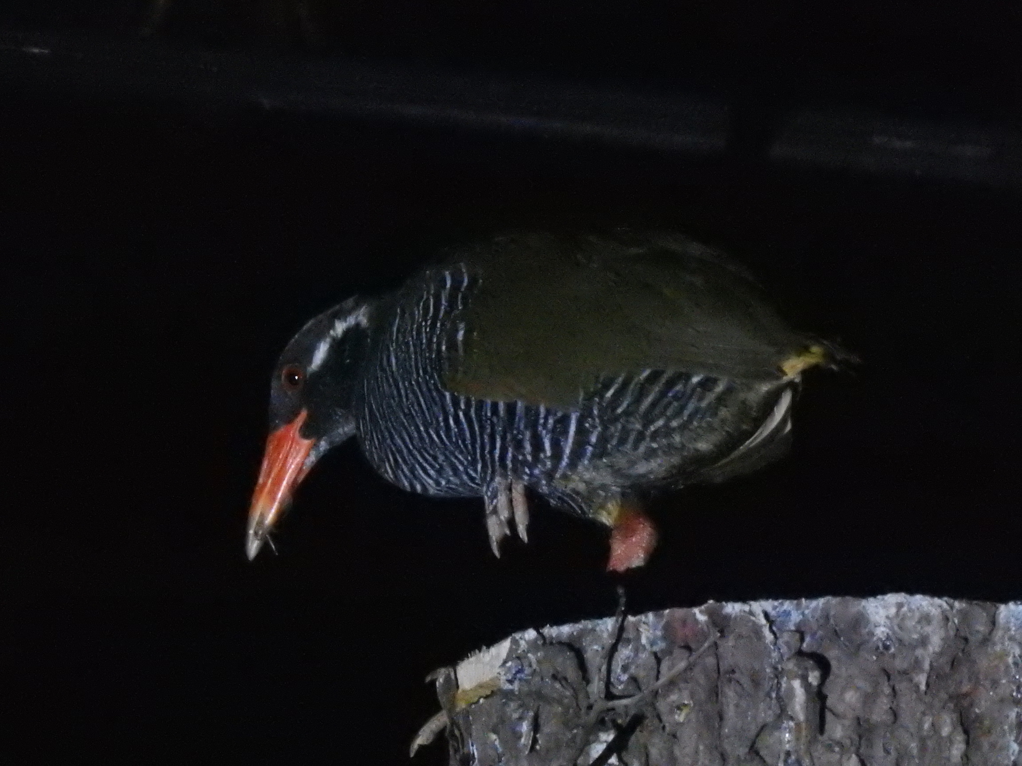 Okinawa Rail (Gallirallus okinawae), photo 9