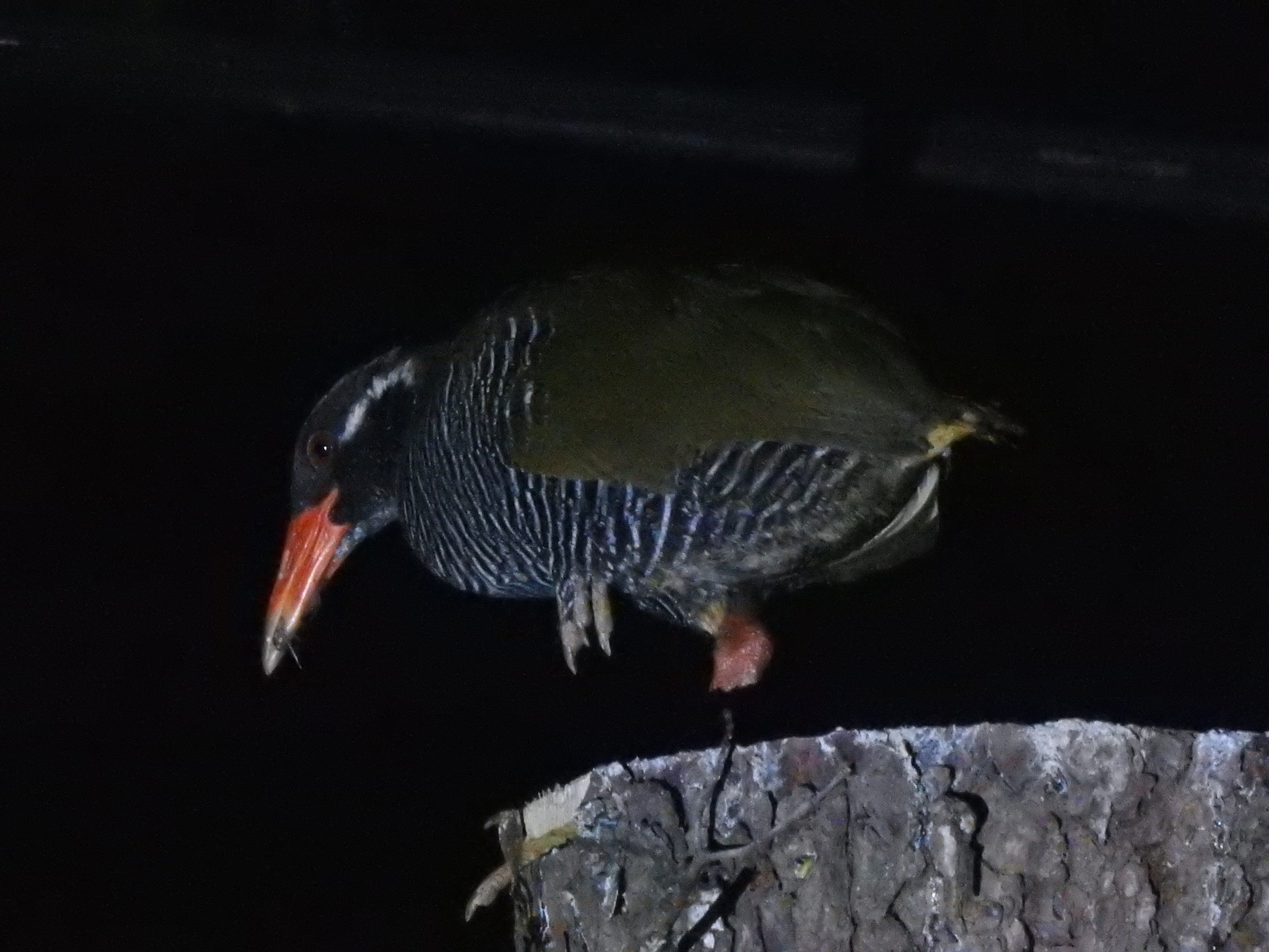 Okinawa Rail (Gallirallus okinawae), photo 10