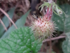 Rubus pectinellus
