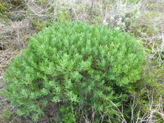 Lampranthus stipulaceus