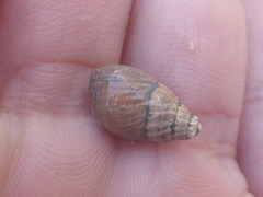 Ilyanassa obsoleta