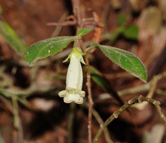 Fieldia australis