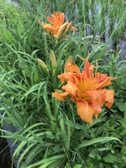 Hemerocallis fulva kwanso