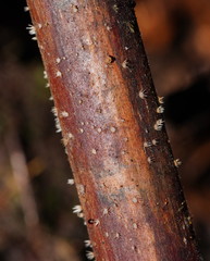 Hispidula dicksoniae