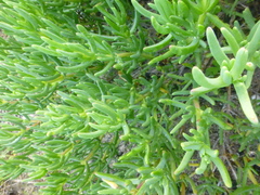 Lampranthus stipulaceus