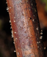 Hispidula dicksoniae