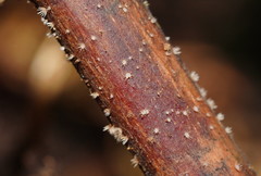 Hispidula dicksoniae