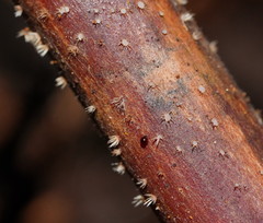 Hispidula dicksoniae