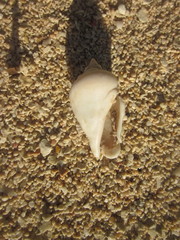 Gibberulus gibberulus
