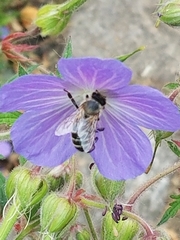 Apis mellifera