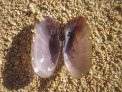 Psammobiidae