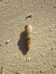 Thiaridae