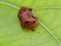 Laccoptera tredecimpunctata
