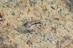Myriochila undulata