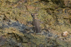 Myriochila undulata