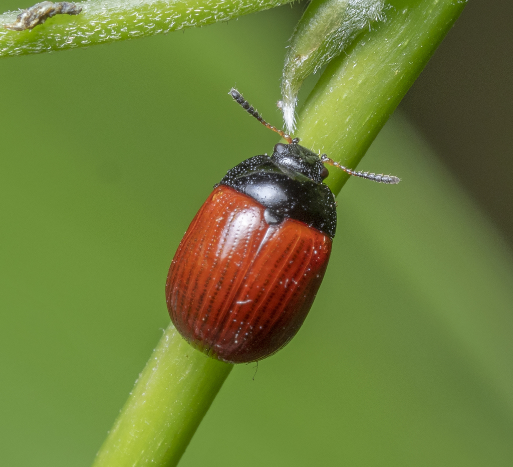 Gonioctena rubripennis