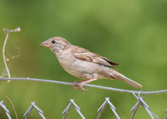 Passer domesticus