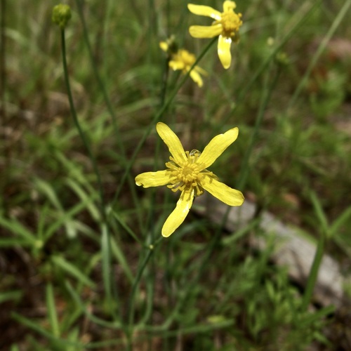 Image of Ranunculus arizonicus by (c) Sue Carnahan, some rights reserved (CC BY)