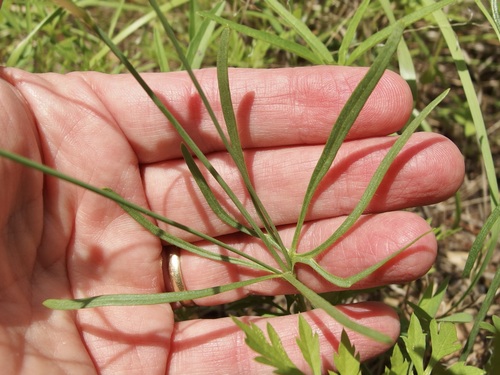 Image of Ranunculus arizonicus by (c) Sue Carnahan, some rights reserved (CC BY)