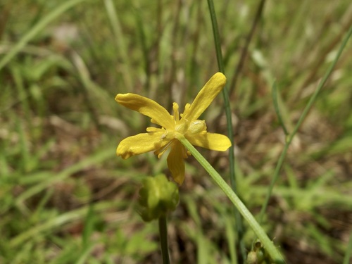 Image of Ranunculus arizonicus by (c) Sue Carnahan, some rights reserved (CC BY)