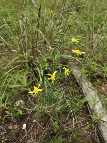 Image of Ranunculus arizonicus by (c) Sue Carnahan, some rights reserved (CC BY)