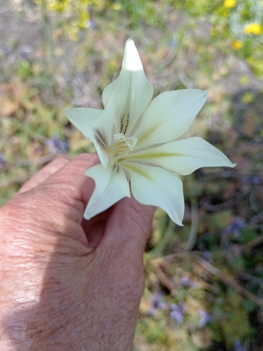Image of Avon-flower by (c) Stephen Smuts, some rights reserved (CC BY-SA)