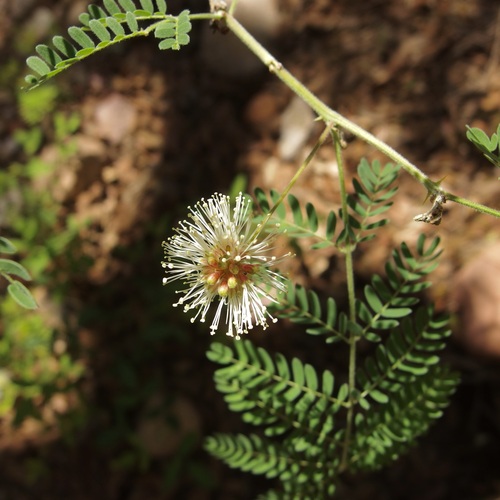 Image of Mimosa grahamii by (c) Sue Carnahan, some rights reserved (CC BY)