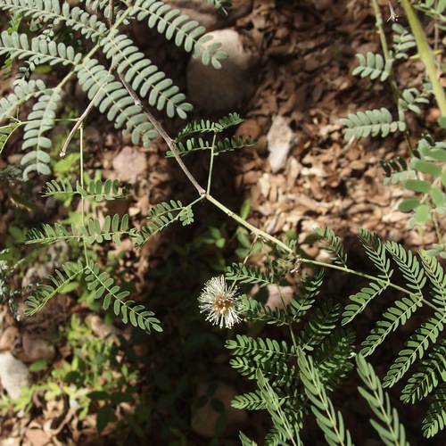 Graham's Mimosa (Mimosa grahamii)