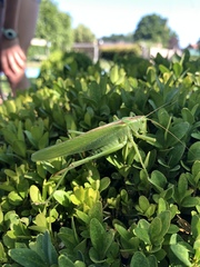 Tettigonia viridissima