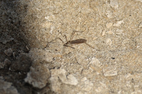Crane fly photo 5