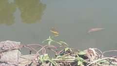 Brachythemis contaminata