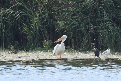 American White Pelican photographed in New York
