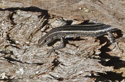 Cryptoblepharus pulcher