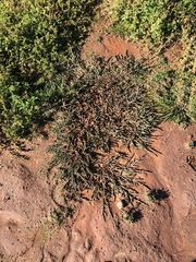 Salicornia natalensis