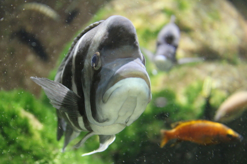 Humphead cichlid (Cyphotilapia frontosa) — Cichlidae — 5