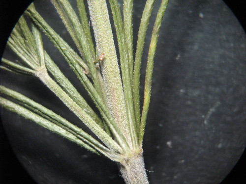 Tikrasis lipikas nuotrauka