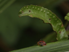 Laccoptera tredecimpunctata