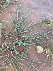 Salicornia natalensis