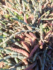 Salicornia natalensis