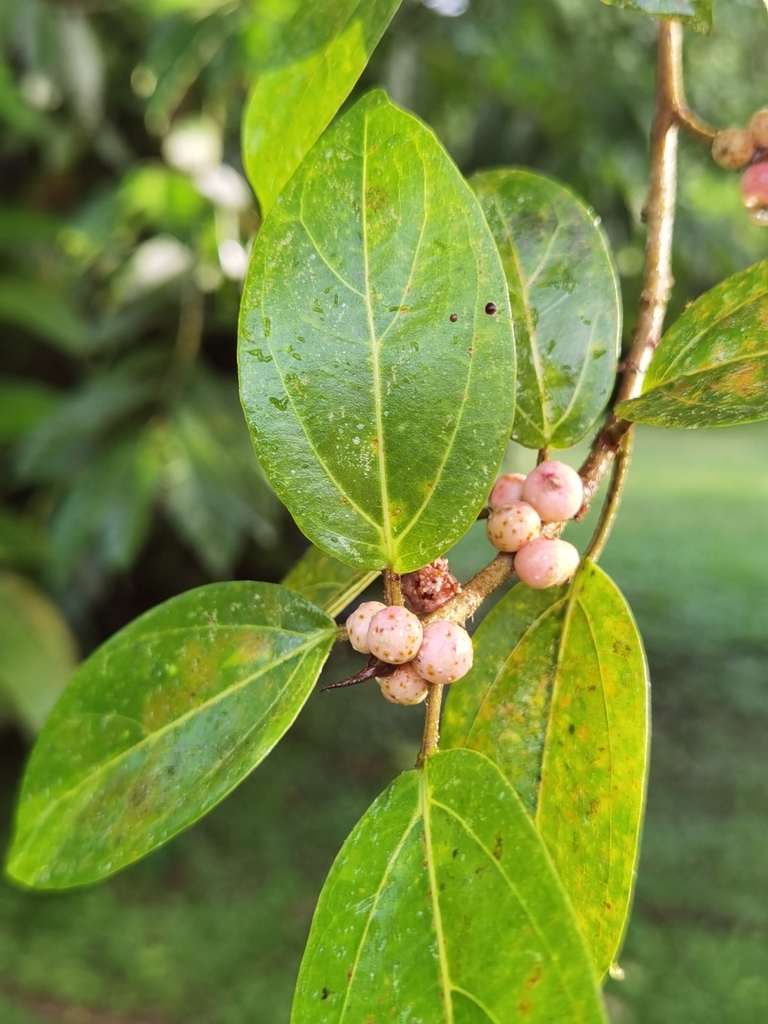 Ficus colubrinae (Ficus colubrinae)