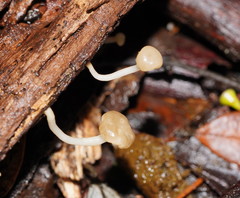 Vibrissea dura