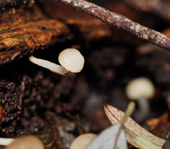 Vibrissea dura