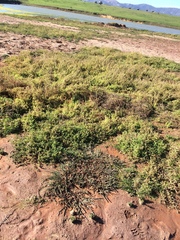 Salicornia natalensis