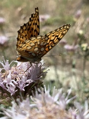 Speyeria callippe macaria