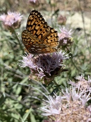 Speyeria callippe macaria