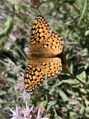 Speyeria callippe macaria