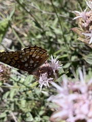 Speyeria callippe macaria