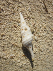 Conoidea