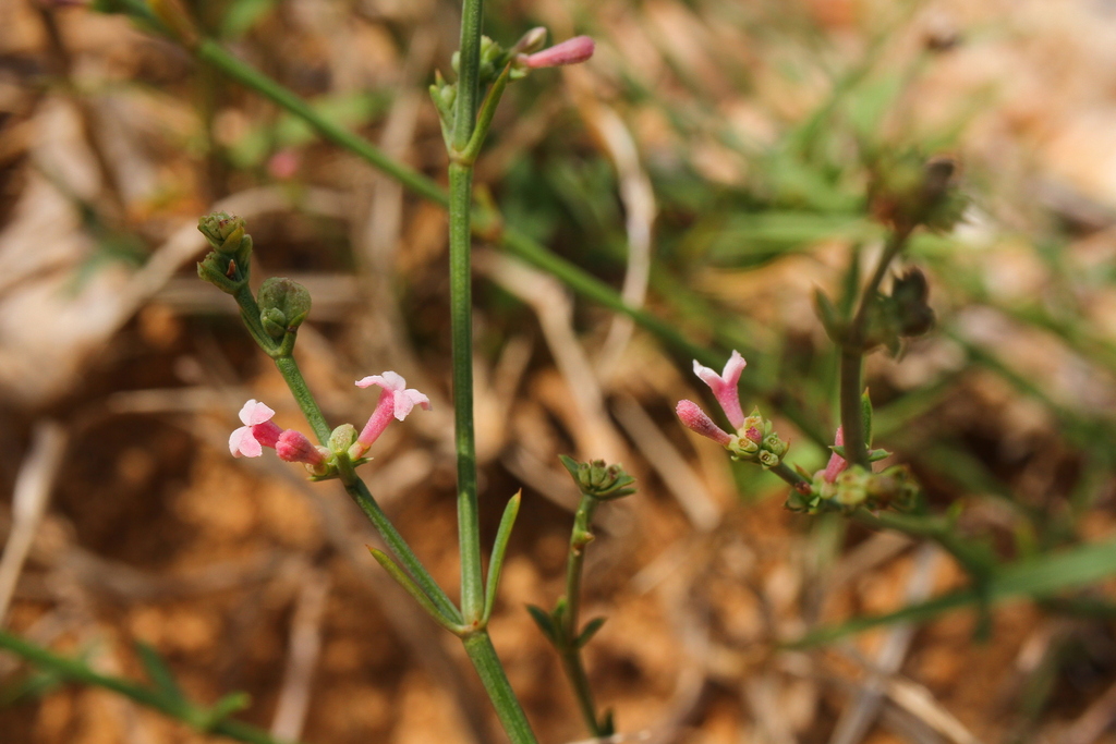 Cynanchica borbasiana