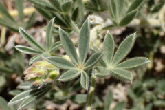 Lupinus breweri